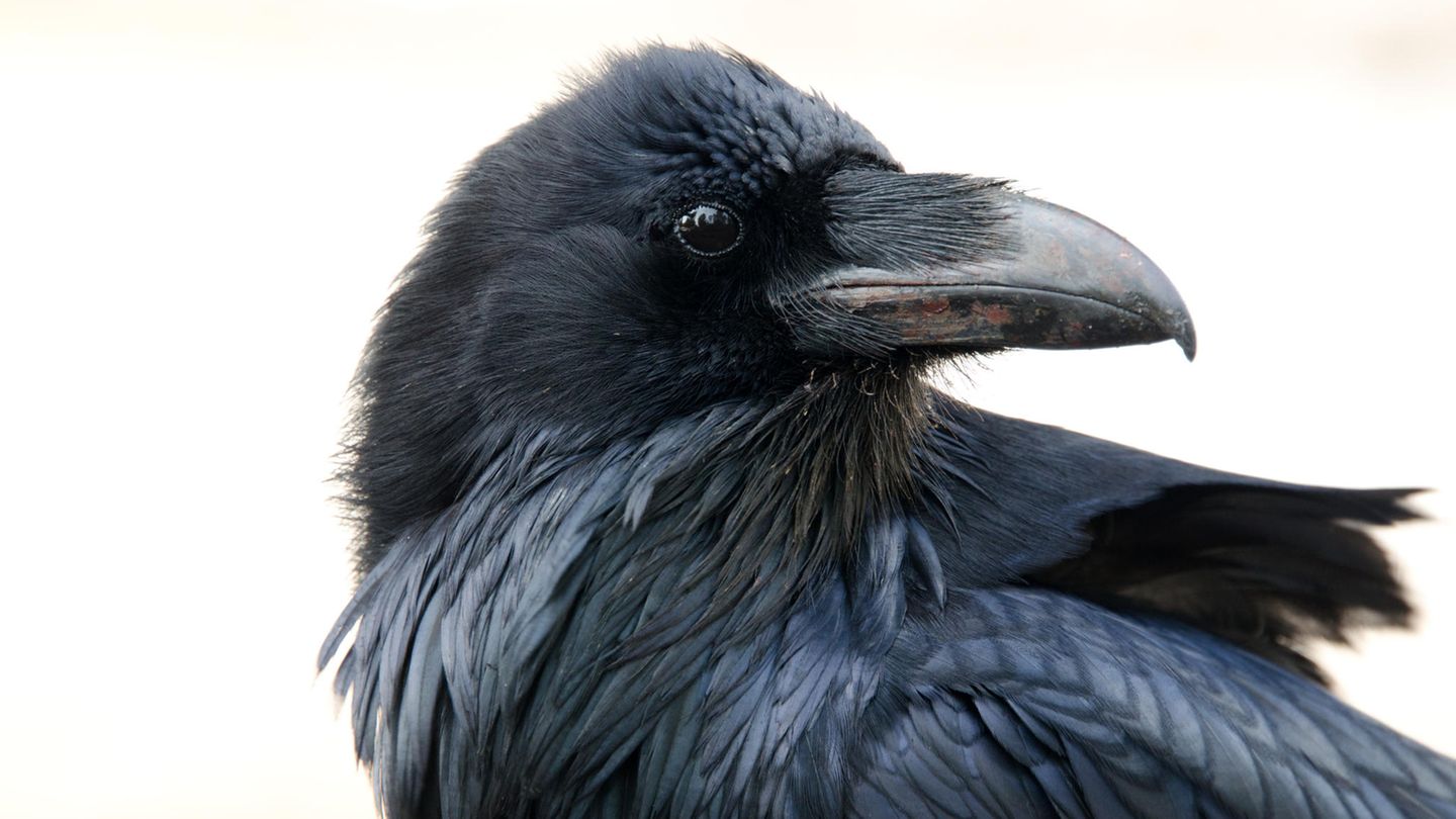 Tierisch intelligent: Raben