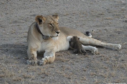 Löwin im Serengeti-Nationalpark adoptiert Leoparden-Baby