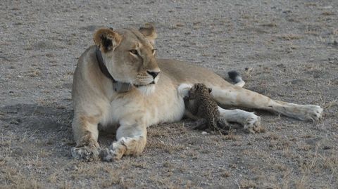 Löwin im Serengeti-Nationalpark adoptiert Leoparden-Baby
