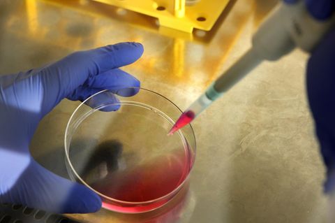 Im Labor des Instituts für experimentelle Gentherapie und Tumorforschung in Rostock wechselt ein Mitarbeiter Nährlösungen