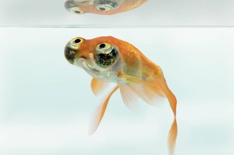 Ein Goldfisch schwimmt in seinem Glas (Symbolbild). Auf Twitter ist ein Fisch viral gegangen