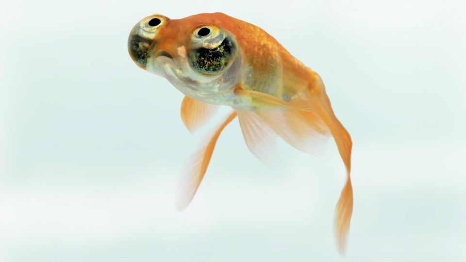 Ein Goldfisch schwimmt in seinem Glas (Symbolbild). Auf Twitter ist ein Fisch viral gegangen