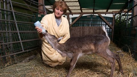 Tiertrainerin Barbara Küppers füttert Rentier Lykka