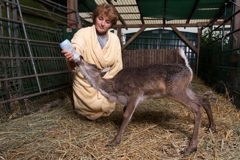Tiertrainerin Barbara Küppers füttert Rentier Lykka