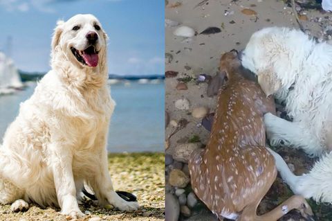 Vierbeiniger Held: Golden Retriever "Storm" rettet Rehkitz vor dem Ertrinken