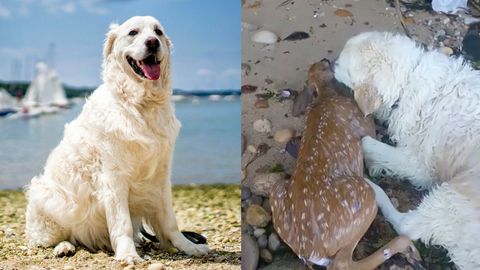 Begegnung im Wasser: Hund Harley holt Rehkitz aus dem See – der Beginn einer tierischen Freundschaft