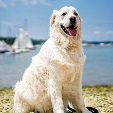 Vierbeiniger Held: Golden Retriever "Storm" rettet Rehkitz vor dem Ertrinken