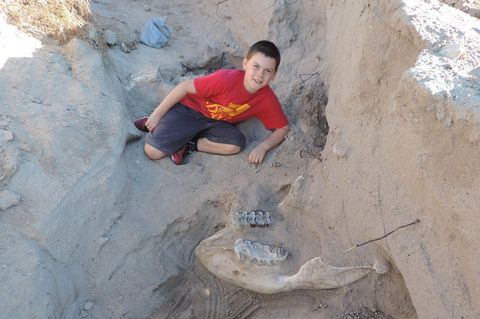 Jude Sparks neben seinem Fund: dem fossilen Schädel eines Stegomastodon