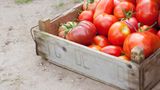 Schimmel und Bakterien lieben Feuchtigkeit: Verschimmelte Tomaten gehören daher in den Müll.