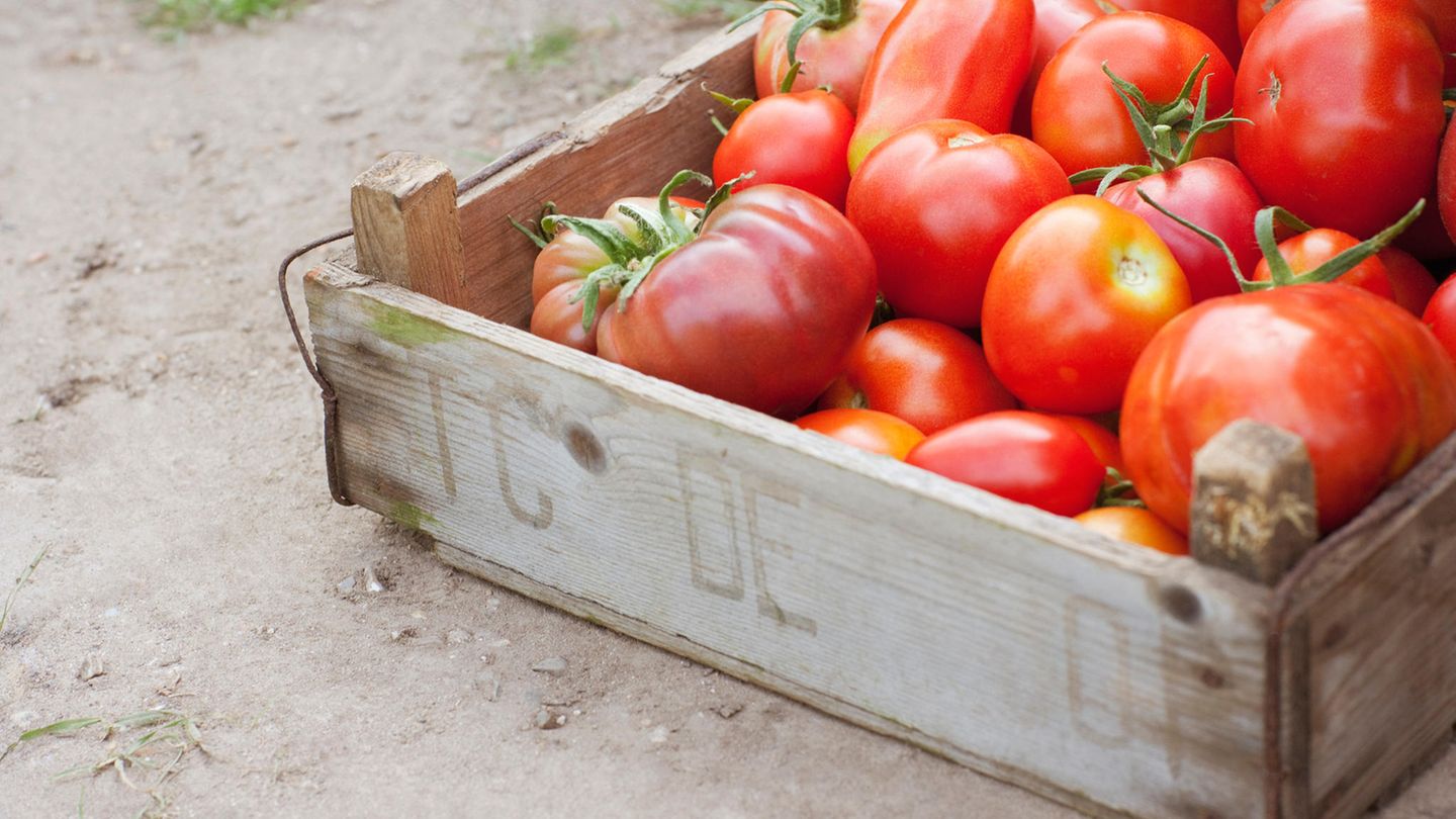 Schimmel und Bakterien lieben Feuchtigkeit: Verschimmelte Tomaten gehören daher in den Müll.