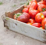 Schimmel und Bakterien lieben Feuchtigkeit: Verschimmelte Tomaten gehören daher in den Müll.