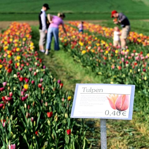 Blumen zum selber pflücken