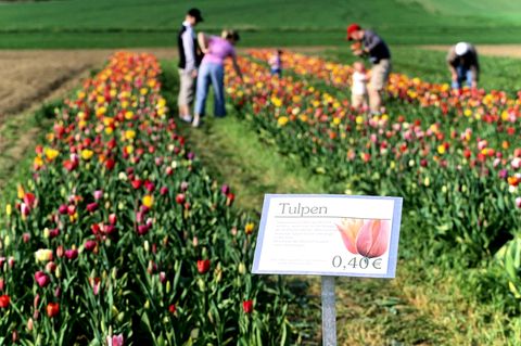 Blumen zum selber pflücken