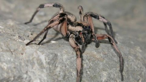 Kangaroo Island: "Assassin Spider": Für ausgestorben gehaltene Spinnenart auf australischer Insel wiederentdeckt