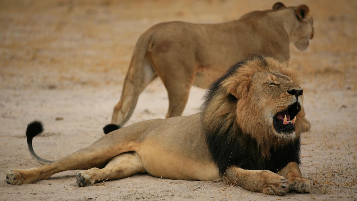Löwe Cecil (vorn) starb 2015