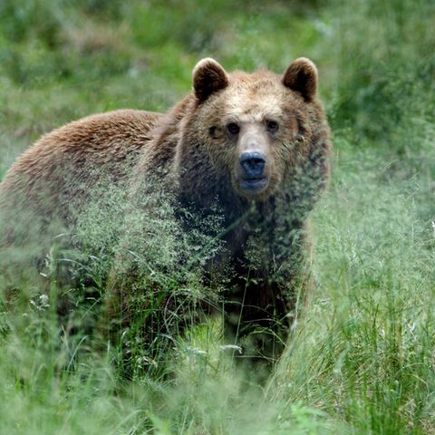 Braunbären hatten im Trentino schon zuvor zwei Menschen verletzt (Symbolbild)