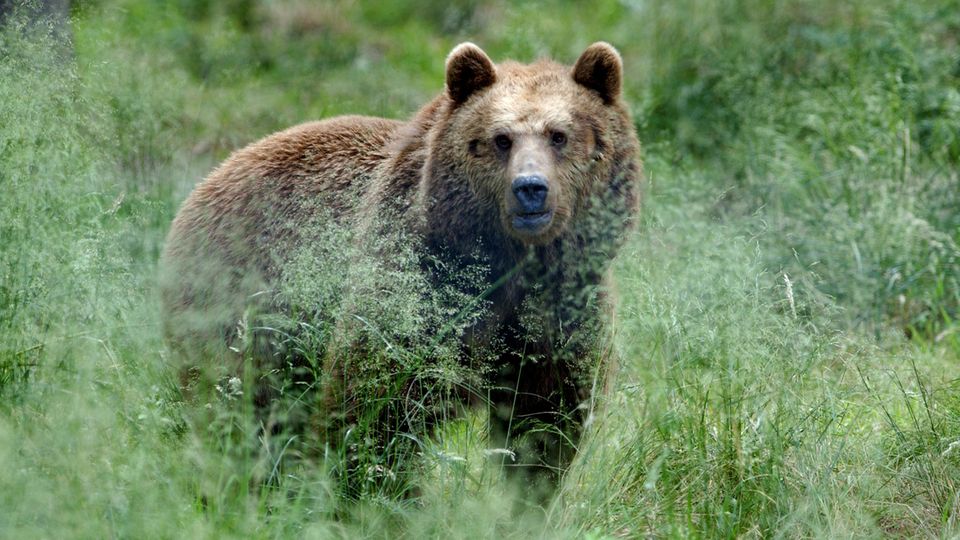 Gli orsi bruni hanno già ferito due persone in Trentino (immagine in codice).