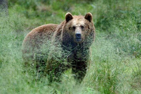 Braunbären hatten im Trentino schon zuvor zwei Menschen verletzt (Symbolbild)