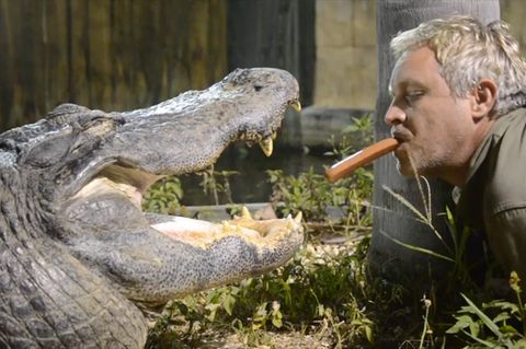 Waghalsiger Tierpfleger: Kann diese Alligator-Fütterung gut ausgehen?