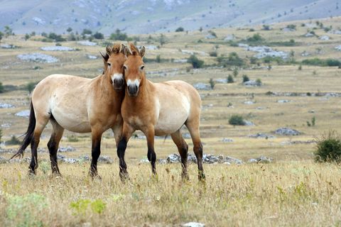 Przewalski-Pferde