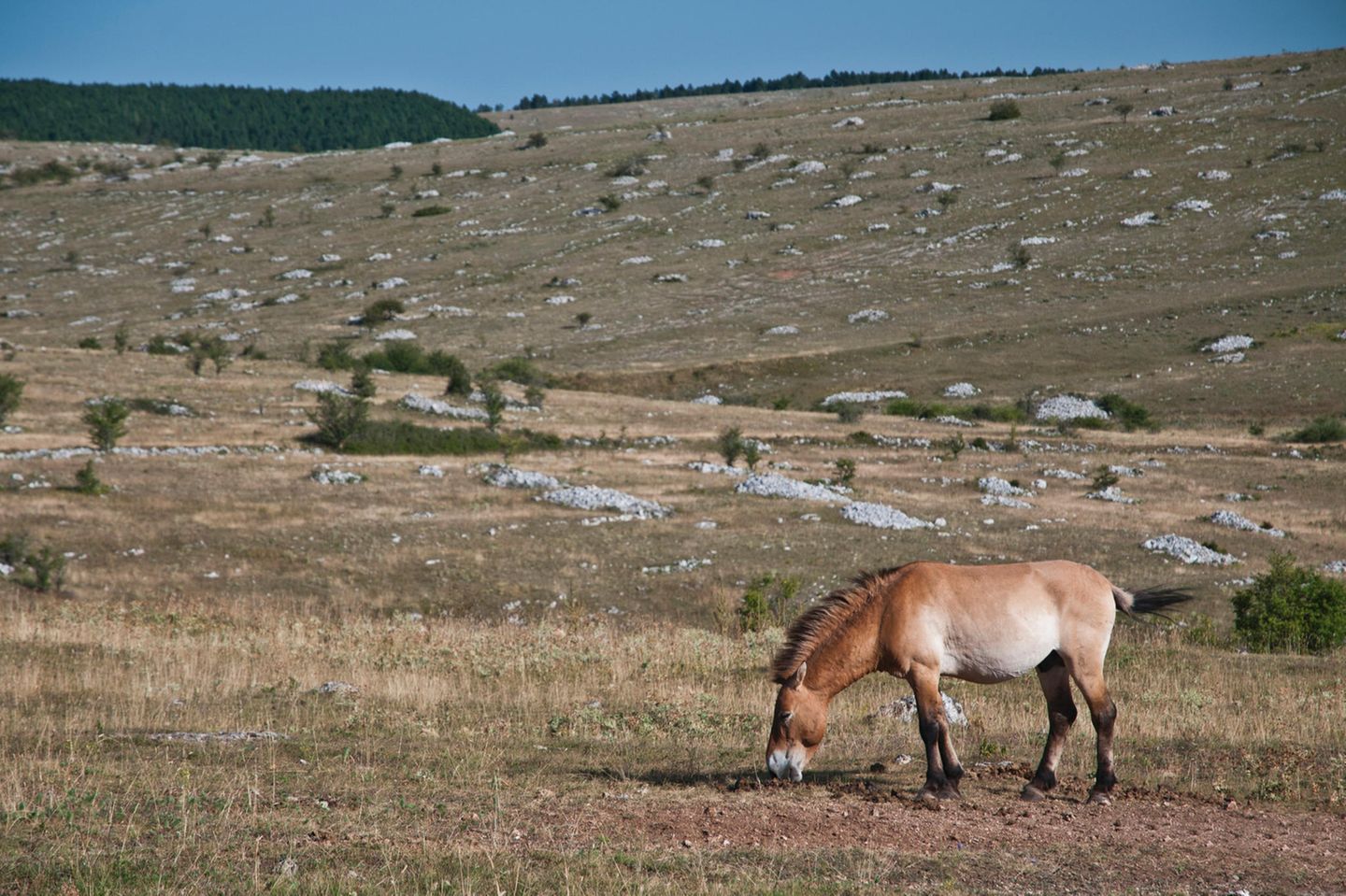 Ein Przewalski-Pferd in der weiten Steppe der Provinz Xingjang im Nordwesten Chinas.