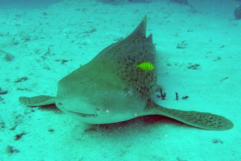 Ammenhai schwimmt im Wasser