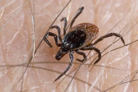 Eine Zecke der Gattung Ixodes Ricinus, stark vergrößert