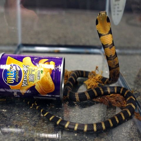 Eine Königskobra steht in aufrecht in einem Terrarium in den USA. Neben ihr liegt eine Chips-Dose.