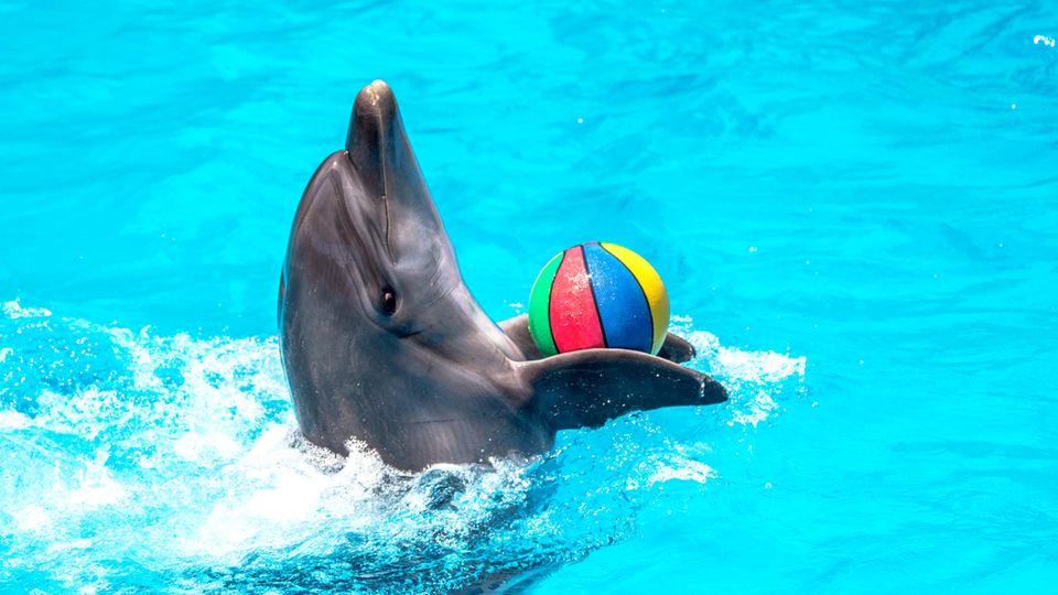 Delfin in Schwimmbecken Delfin in Schwimmbecken