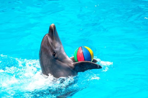 Delfin in Schwimmbecken