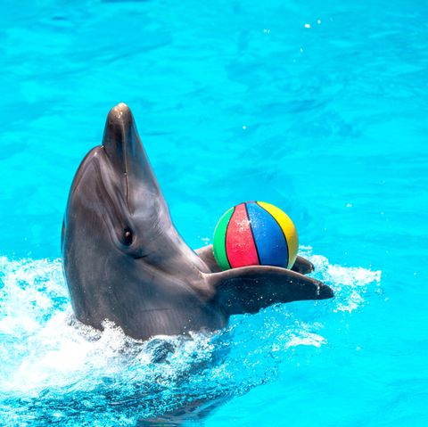 Delfin in Schwimmbecken