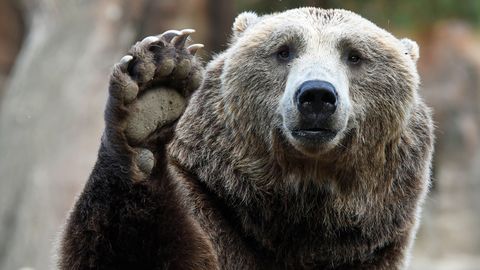 Braunbär