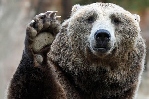 Braunbär
