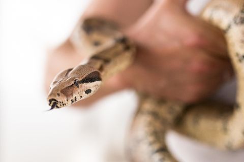 Eine Boa Constrictor hat in den USA ihrer Besitzerin ins Gesicht gebissen (Symbolbild)