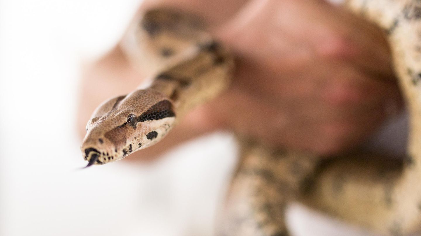 Eine Boa Constrictor hat in den USA ihrer Besitzerin ins Gesicht gebissen (Symbolbild)