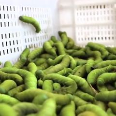 Ekelig oder gesund?: Darum sind grüne Raupen eine beliebte Delikatesse in China