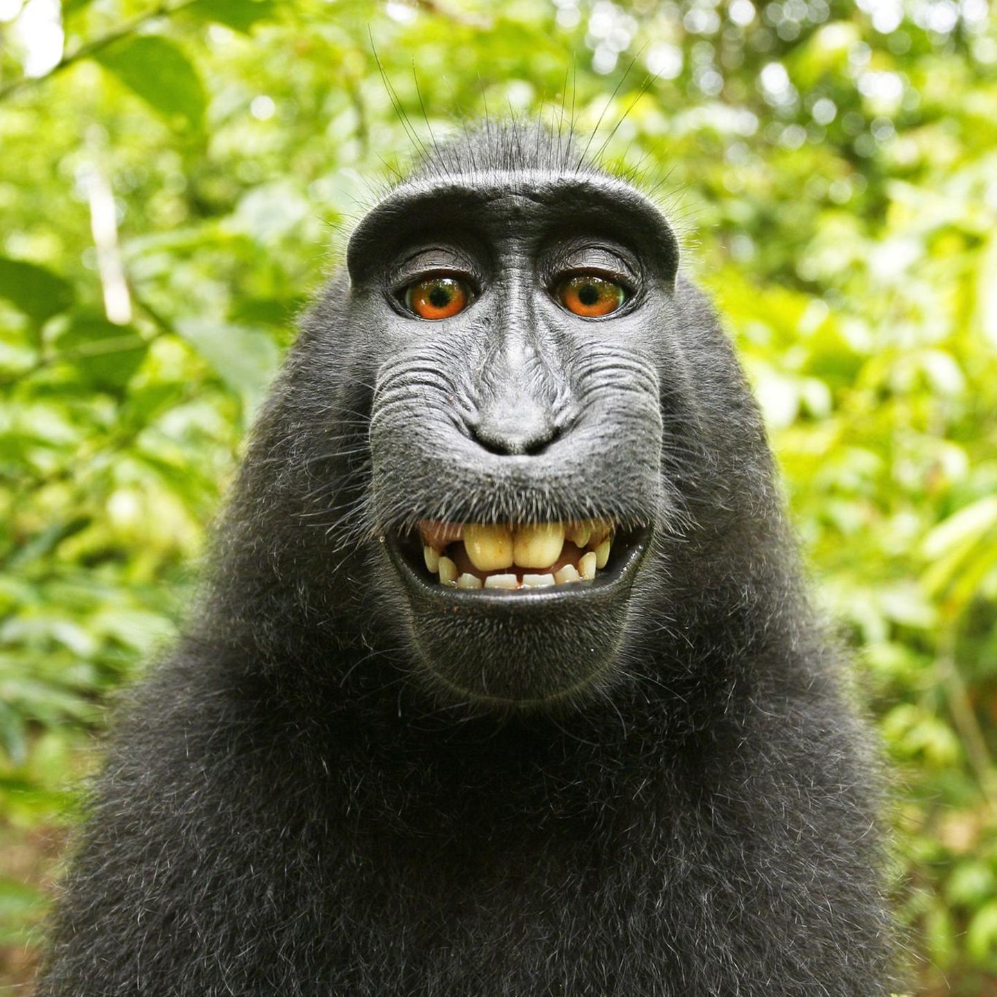 Hässlicher affe