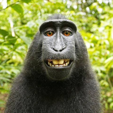 Afen-Selfie Peta David Slater