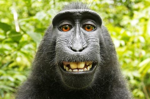 Afen-Selfie Peta David Slater