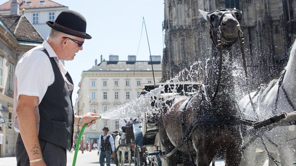 Kühle Dusche für Kutschpferde: Die Fiakerpferde in Wien haben hitzefrei Kühle Dusche für Kutschpferde: Die Fiakerpferde in Wien haben hitzefrei
