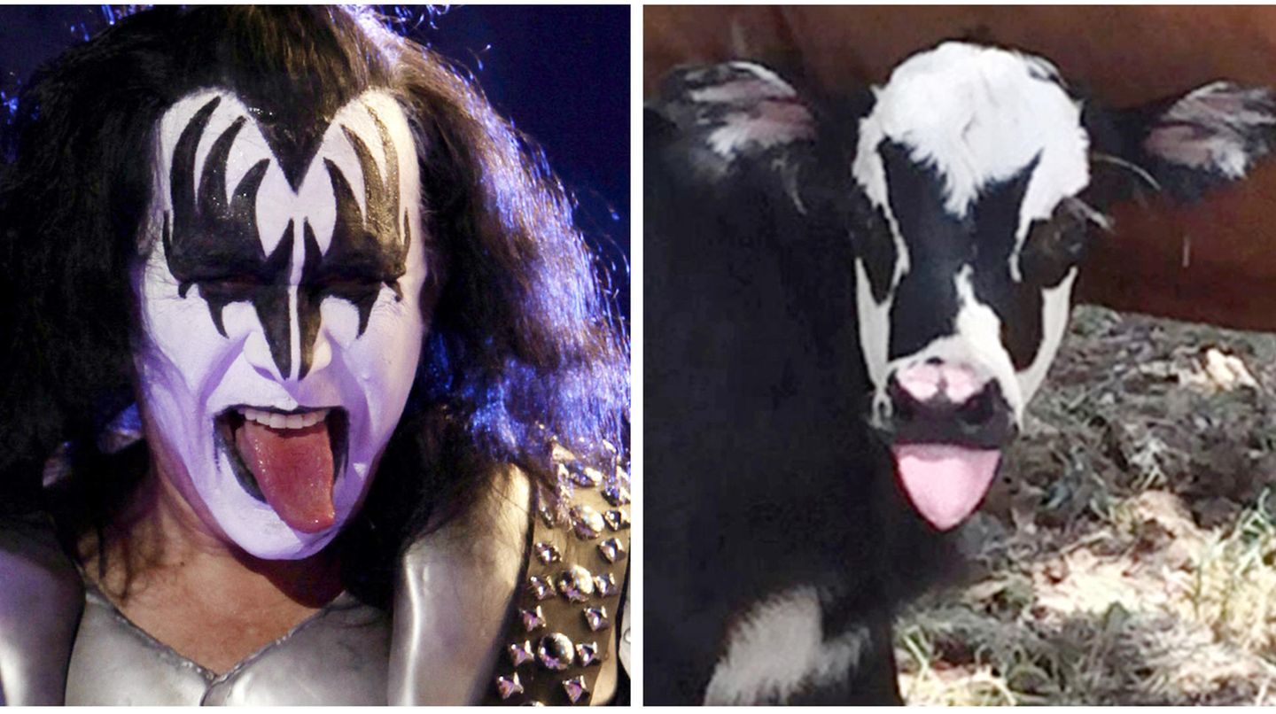 Kalb gene Simmons Kiss