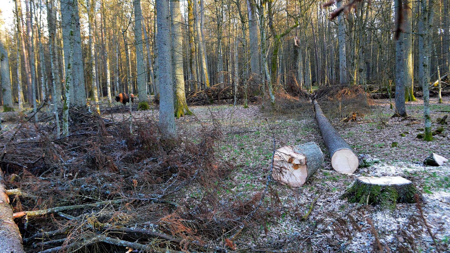 Der Bialowieza Urwald in Polen: Ein Baum liegt abgesägt am Boden. Die EU fordert Polen erneut auf, die Abholzung zu stoppen.
