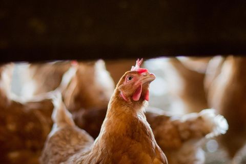 Skandal um Gift-Eier: Legehennen in einem Stall in Niedersachsen
