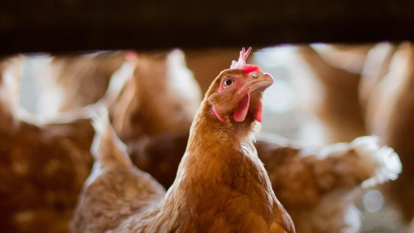 Skandal um Gift-Eier: Legehennen in einem Stall in Niedersachsen