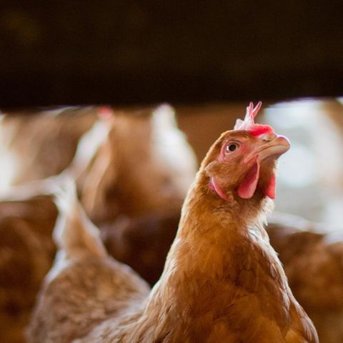 Skandal um Gift-Eier: Legehennen in einem Stall in Niedersachsen