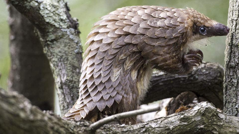 Das Pangolin ist das Tier das am meisten geschmuggelt wird weltweit Das Pangolin ist das Tier das am meisten geschmuggelt wird weltweit