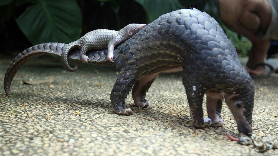 Eine Pangolindame mit ihrem Baby auf dem Rücken Eine Pangolindame mit ihrem Baby auf dem Rücken