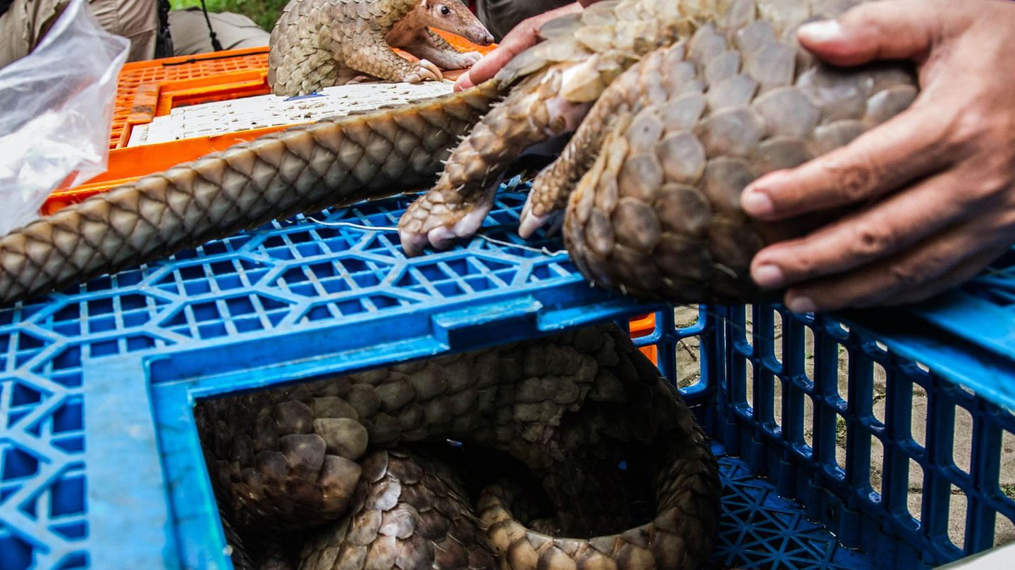 Diese Pangoline sollten nach Malaysia geschmuggelt werden
