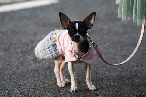 Chihuahua in Einkaufszentrum totgetreten - nun ermittelt die Polizei