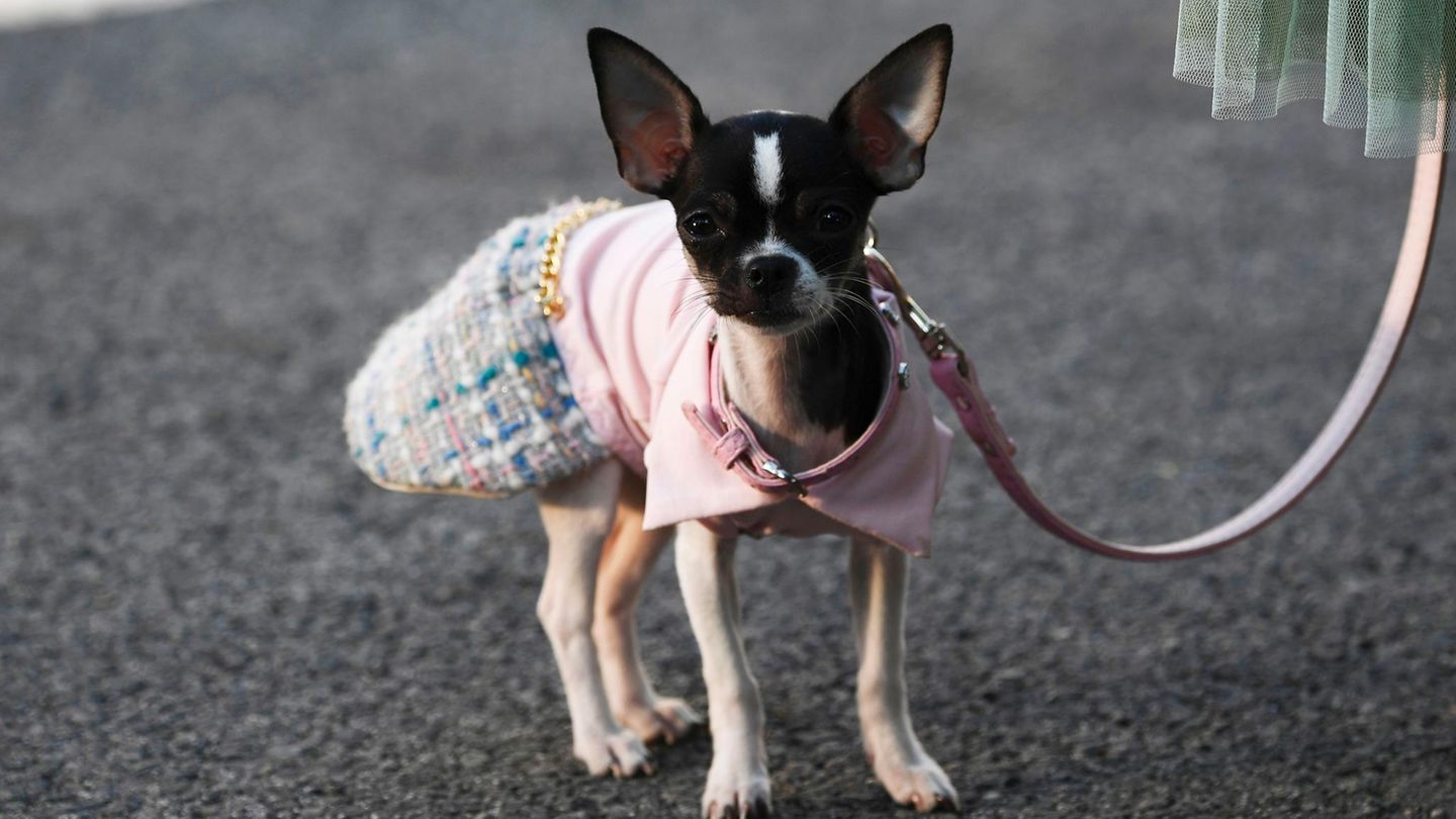 Chihuahua in Einkaufszentrum totgetreten - nun ermittelt die Polizei